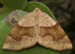 Attēlu rezultāti vaicājumam “Plagodis pulveraria”