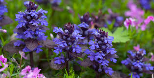 Attēlu rezultāti vaicājumam “Ajuga reptans flower”