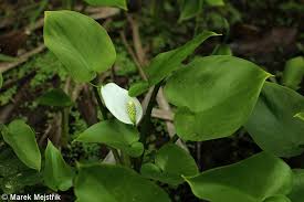 Attēlu rezultāti vaicājumam “Calla palustris”