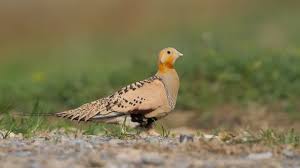 Image result for Syrrhaptes paradoxus