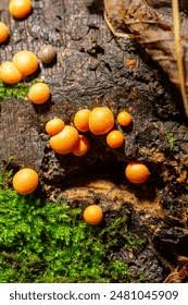 Attēlu rezultāti vaicājumam “Lignydium muscorum young”