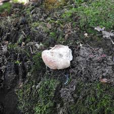 Attēlu rezultāti vaicājumam “Postia guttulata”