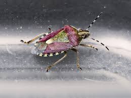 Attēlu rezultāti vaicājumam “Dolycoris baccarum”