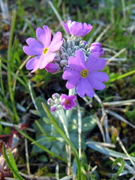Attēlu rezultāti vaicājumam “Primula farinosa flower”