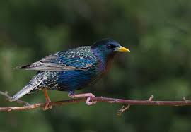 Attēlu rezultāti vaicājumam “Sturnus vulgaris”