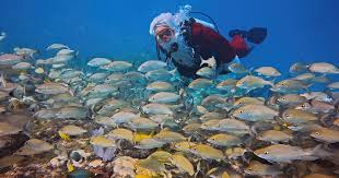 Image result for Seabug Divers