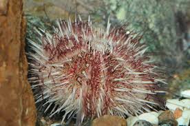Image result for Strongylocentrotus droebachiensis