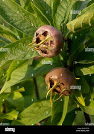 Attēlu rezultāti vaicājumam “Mespilus germanica leaf”