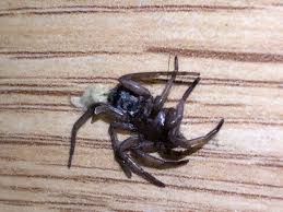 Attēlu rezultāti vaicājumam “Gnaphosidae”