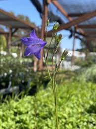 Image result for Campanula affinis