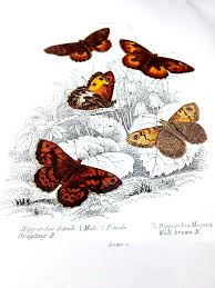 Attēlu rezultāti vaicājumam “Hipparchia semele”