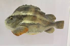 Image result for Cyclopterus lumpus