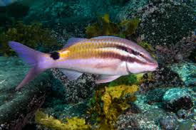Image result for Parupeneus trifasciatus