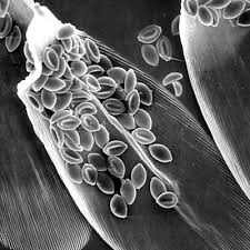 Attēlu rezultāti vaicājumam “Ochropsora ariae spores”