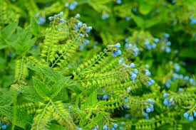 Attēlu rezultāti vaicājumam “Symphytum asperum leaf”