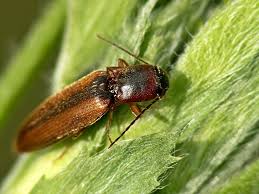 Attēlu rezultāti vaicājumam “Dalopius marginatus”