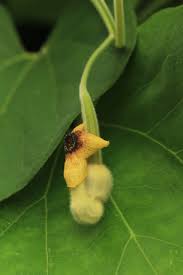 Attēlu rezultāti vaicājumam “Aristolochia durior flower”