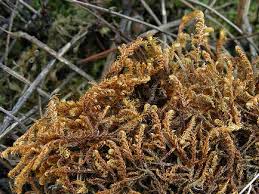 Attēlu rezultāti vaicājumam “Drepanocladus aduncus”