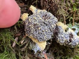 Attēlu rezultāti vaicājumam “Fuligo septica var. rosea young”