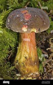 Attēlu rezultāti vaicājumam “Xerocomus pruinatus”