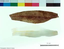 Image result for Glyptocephalus cynoglossus