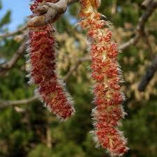 Attēlu rezultāti vaicājumam “Populus x jackii flower”