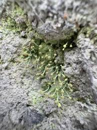 Attēlu rezultāti vaicājumam “Chaenotheca furfuracea”