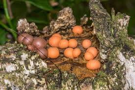 Attēlu rezultāti vaicājumam “Lycogala cf. oleocrystalliferum macro”
