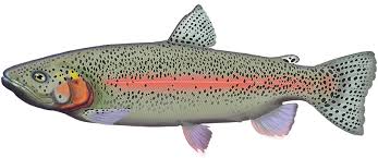 Image result for Oncorhynchus mykiss