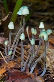 Attēlu rezultāti vaicājumam “Mycena amicta”