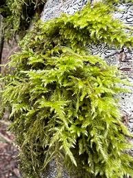 Attēlu rezultāti vaicājumam “Brachythecium rutabulum sporophyte”