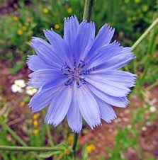 Attēlu rezultāti vaicājumam “Cichorium intybus flower”