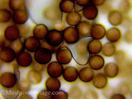 Attēlu rezultāti vaicājumam “Enerthenema papillatum spores”