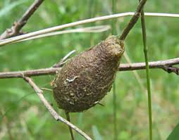 Attēlu rezultāti vaicājumam “Sacchiphantes abietis exuvia”