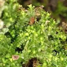 Attēlu rezultāti vaicājumam “Lophozia laxa”