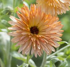 Attēlu rezultāti vaicājumam “Calendula officinalis”