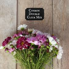 Image result for Cosmos bipinnatus `Double Click`