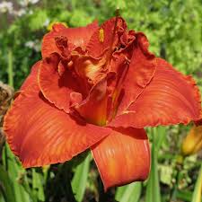 Image result for Hemerocallis `Moses Fire`