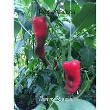 Afbeeldingsresultaat voor numex sandia hot pepper