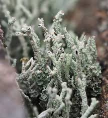 Attēlu rezultāti vaicājumam “Cladonia coccifera”