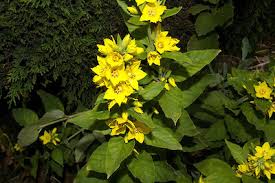 Attēlu rezultāti vaicājumam “Lysimachia vulgaris leaf”