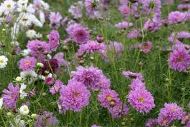 Image result for Schmuckkörbchen