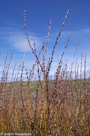 Attēlu rezultāti vaicājumam “Salix repens subsp. rosmarinifolia”