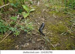 Attēlu rezultāti vaicājumam “Haemopis sanguisuga”