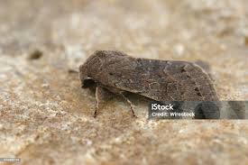 Attēlu rezultāti vaicājumam “Orthosia populeti”