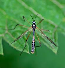 Attēlu rezultāti vaicājumam “Ptychoptera sp.”