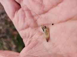 Image result for Adlumia cirrhosa