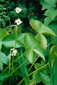 Attēlu rezultāti vaicājumam “Sagittaria sagittifolia”