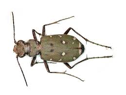 Attēlu rezultāti vaicājumam “Cicindela campestris imago”