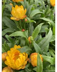 Image result for Strohblume